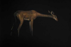 Gerenuk Gerenuk