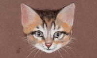 The Cat Head Drawing