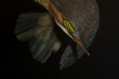 Brad Woodfin, Cooped Up