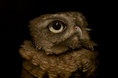 Brad Woodfin, Last Rites