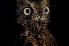 Brad Woodfin, Wish Us Luck