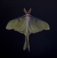 Brad Woodfin, Sacred Heart