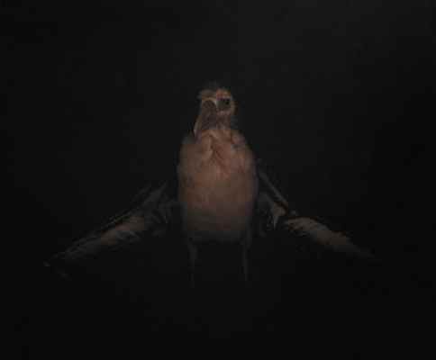 Albatross