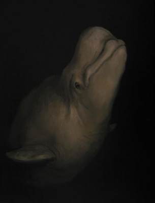 Beluga