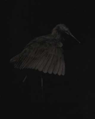 BlackEgret