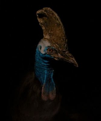 Cassowary