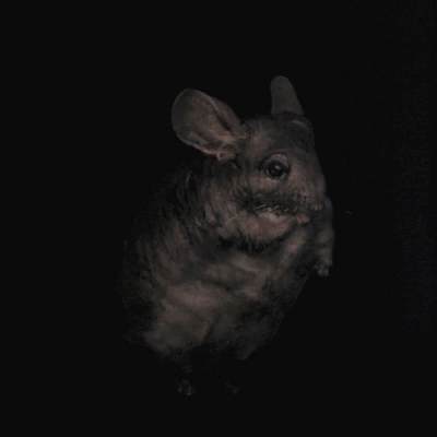 Chinchilla