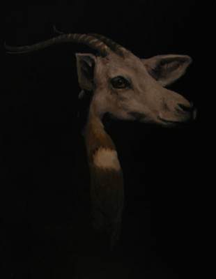 Dama
