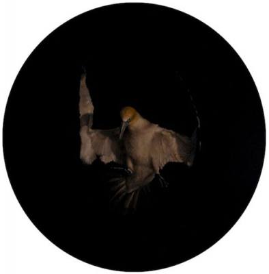 Gannet