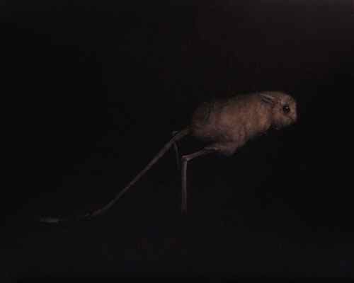 Gerbil