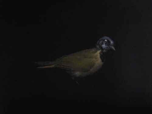 GreenJay