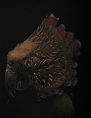 HawkHead