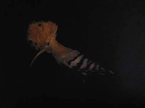 Hoopoe