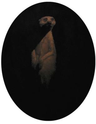 Meerkat