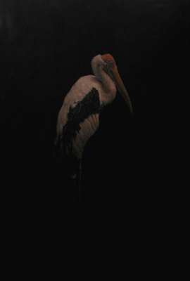 Painted Stork