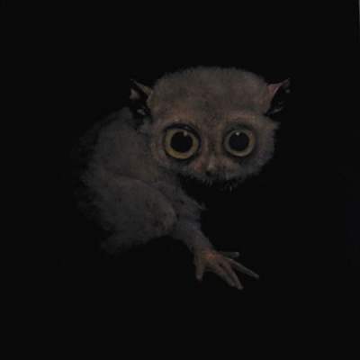 Tarsier